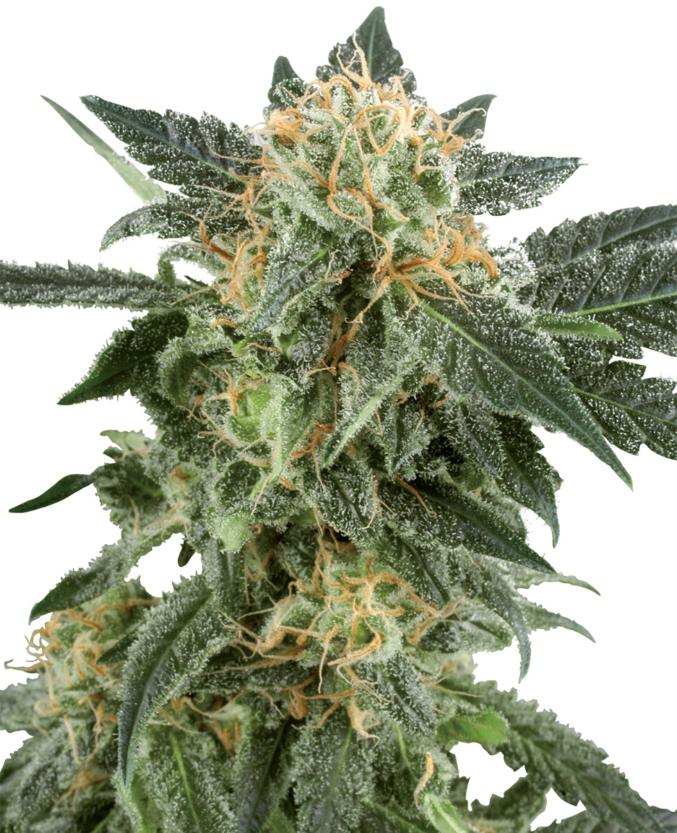 Photo of Snow Ryder Automatic Seeds by White Label