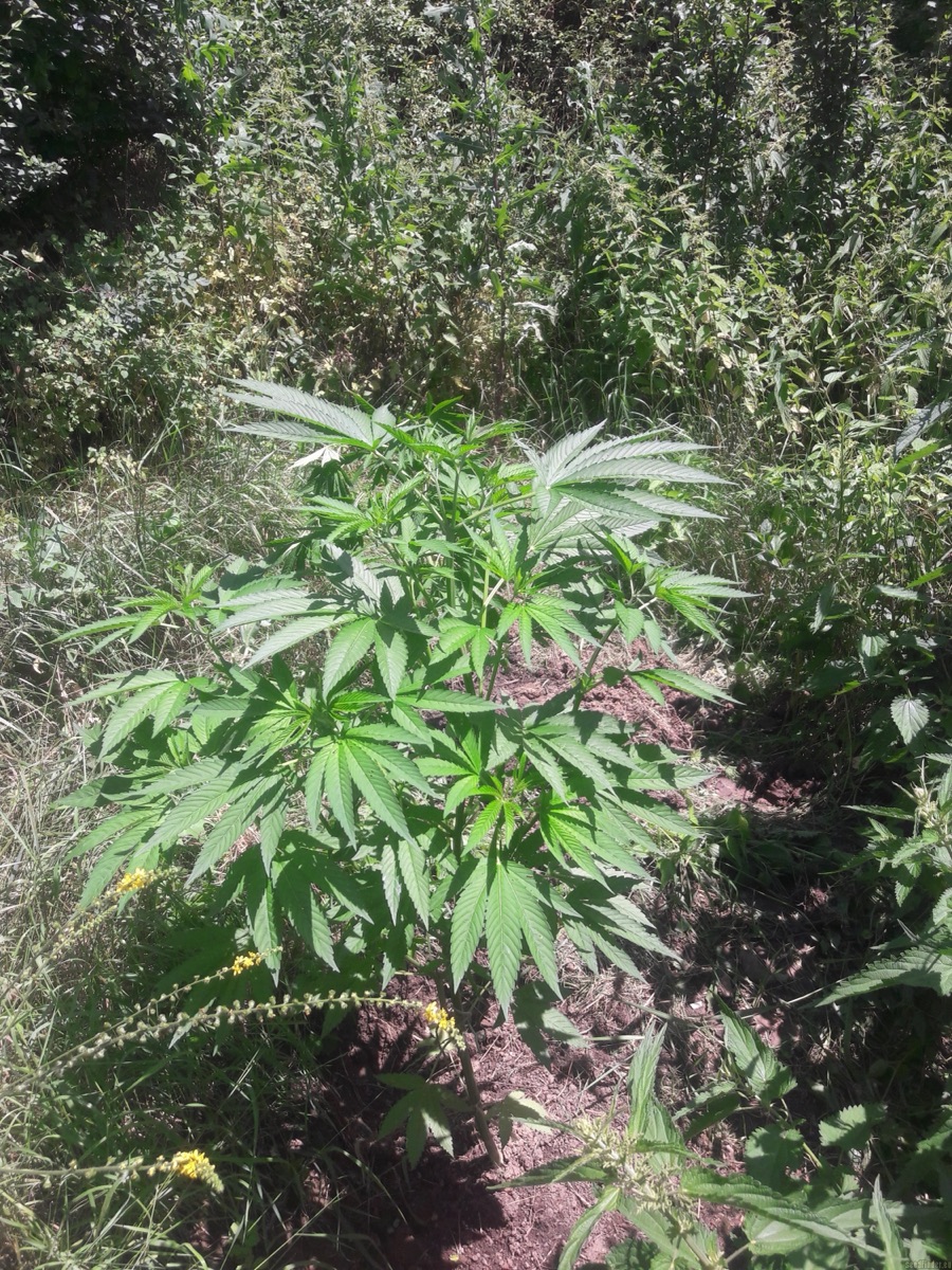 Photo of Somango XL