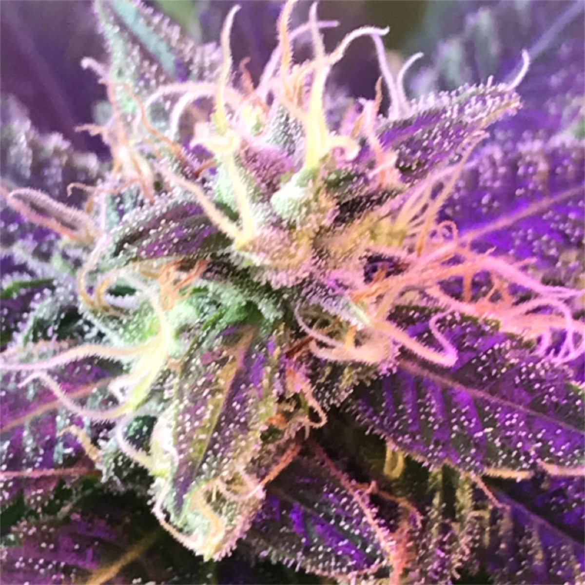 Photo of Sour OG