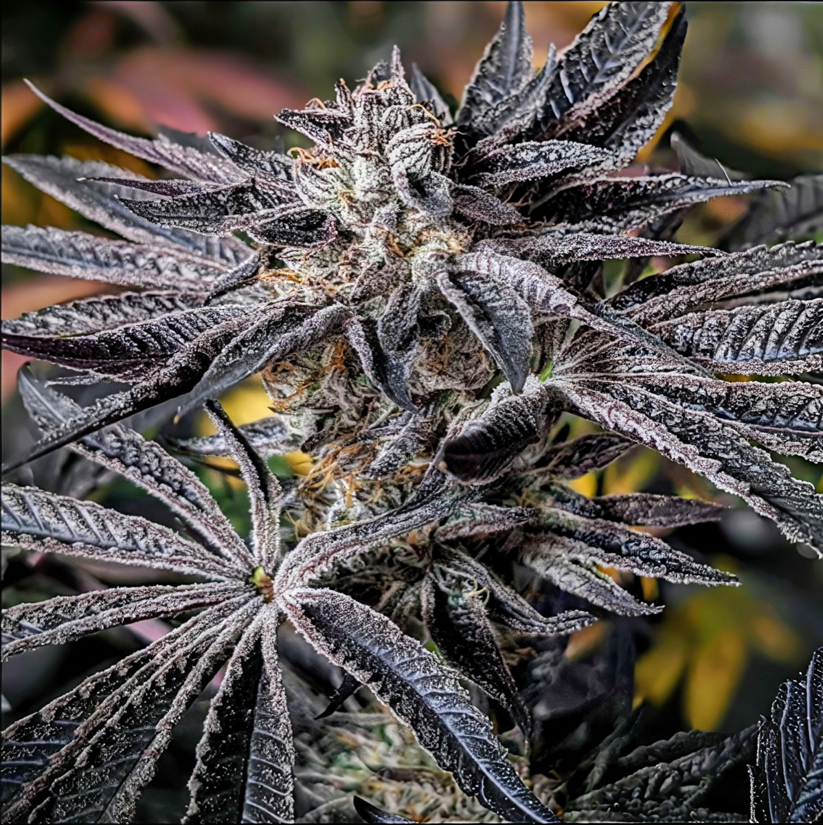 Photo of Sour Sherb