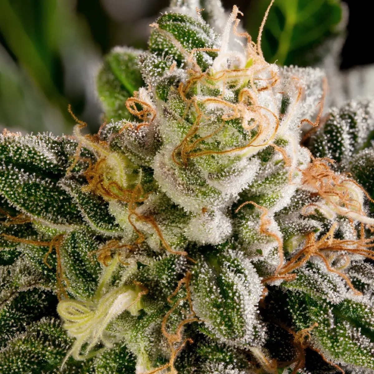 Photo of Space Cookies