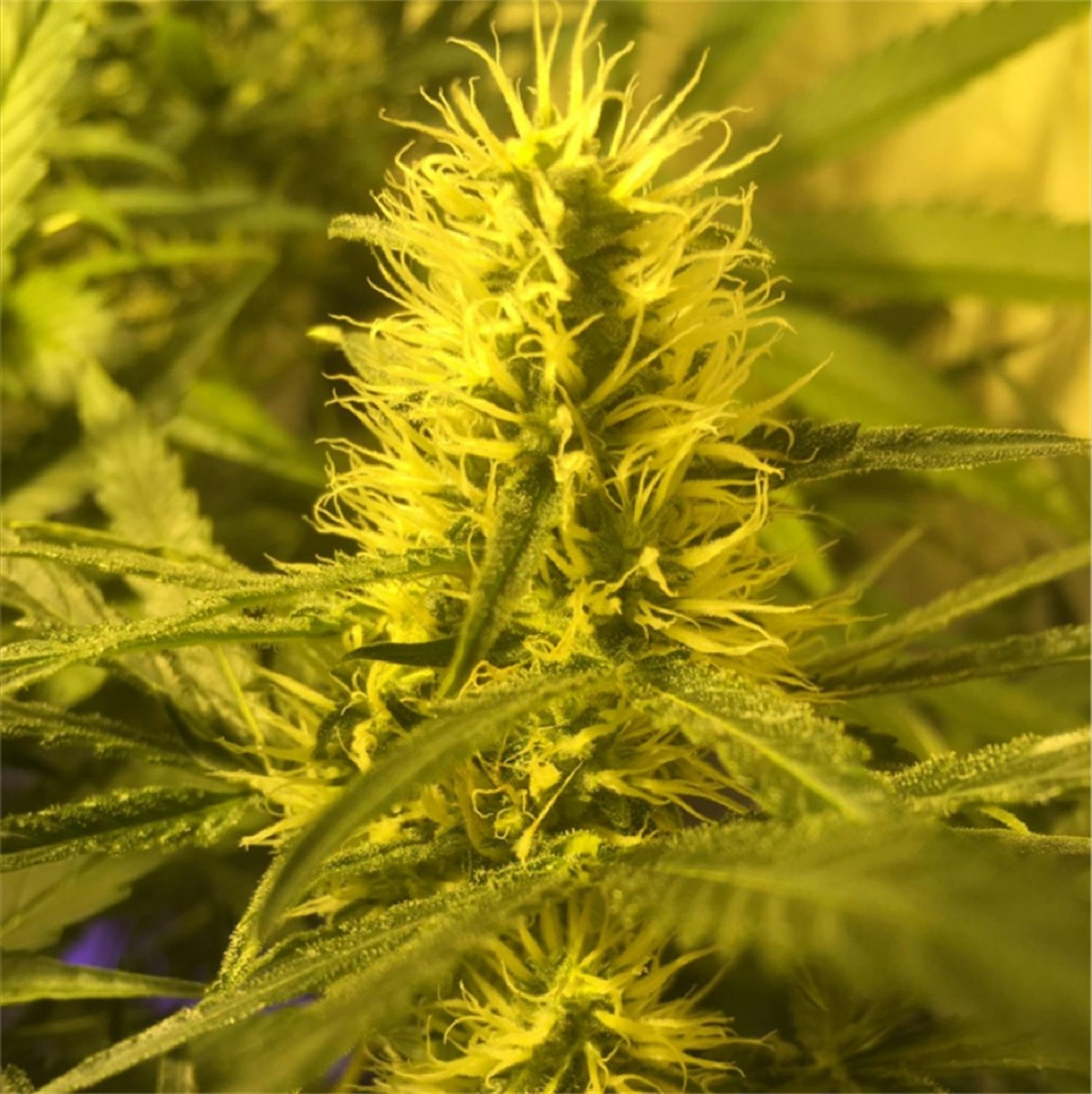 Photo of Special Kush 1