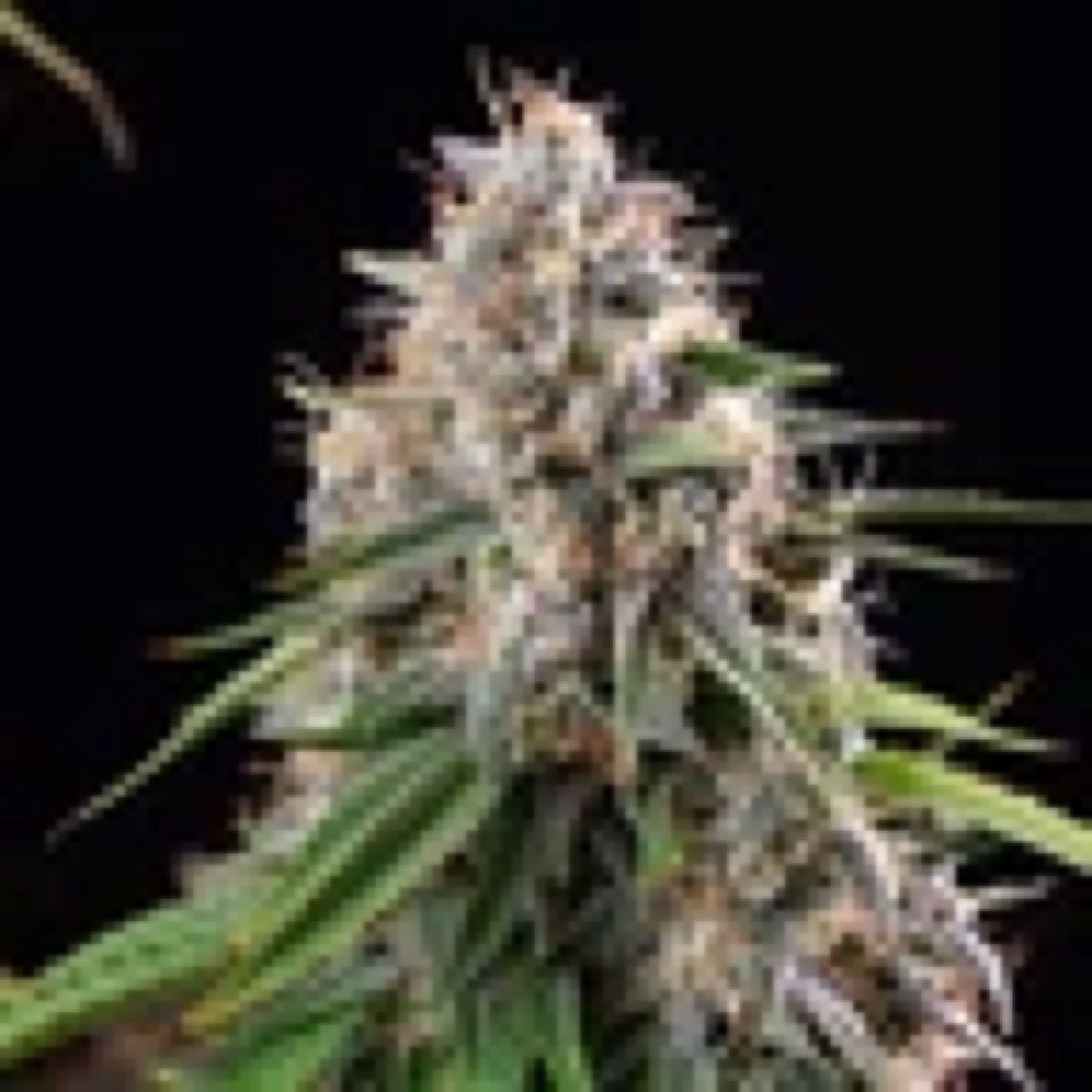 Photo of Sticky Queen