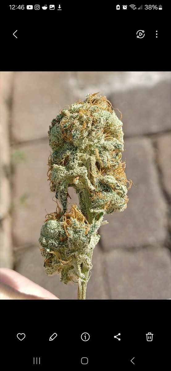 Photo of Strawberry AK