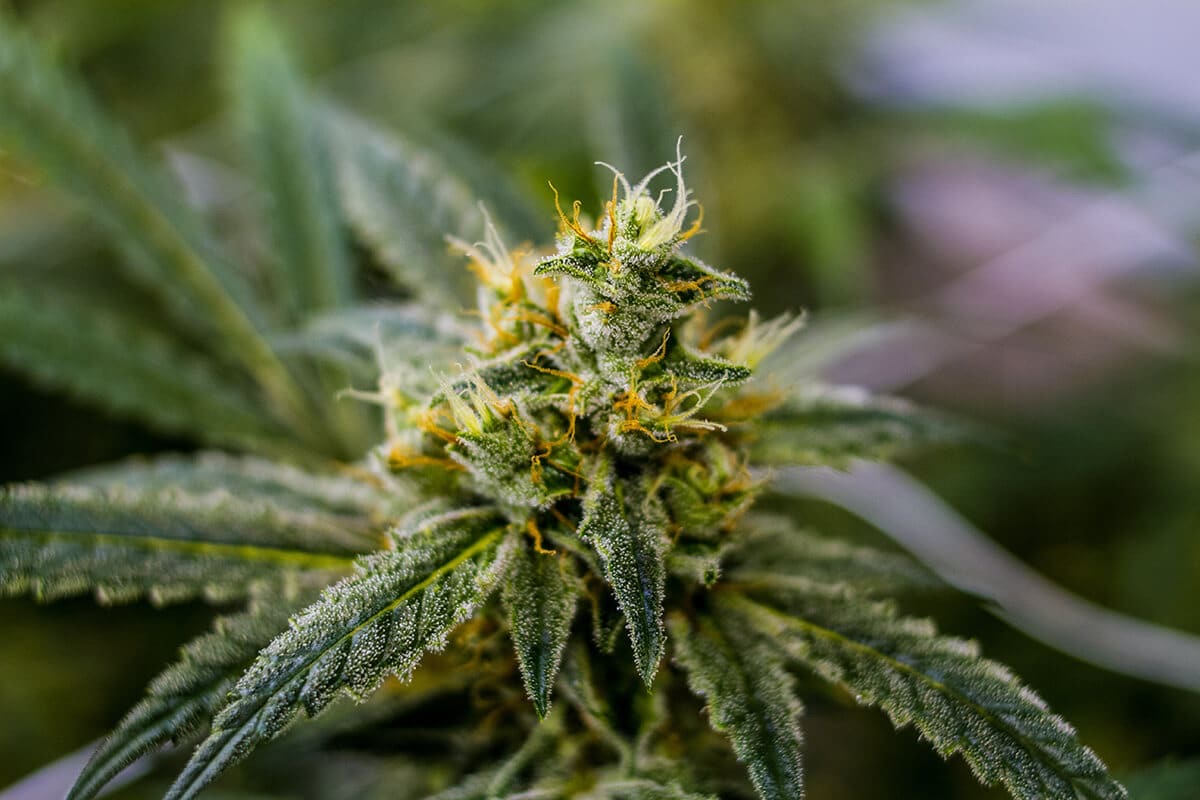 Photo of Strawberry Banana
