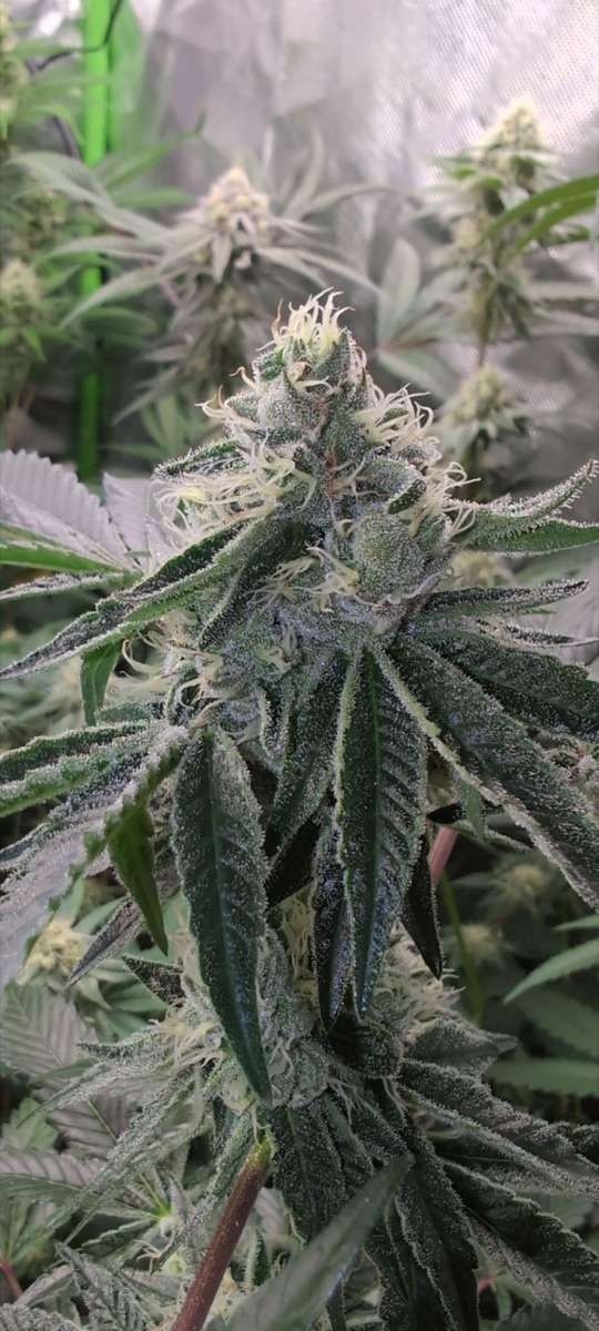 Photo of Strawberry Guava