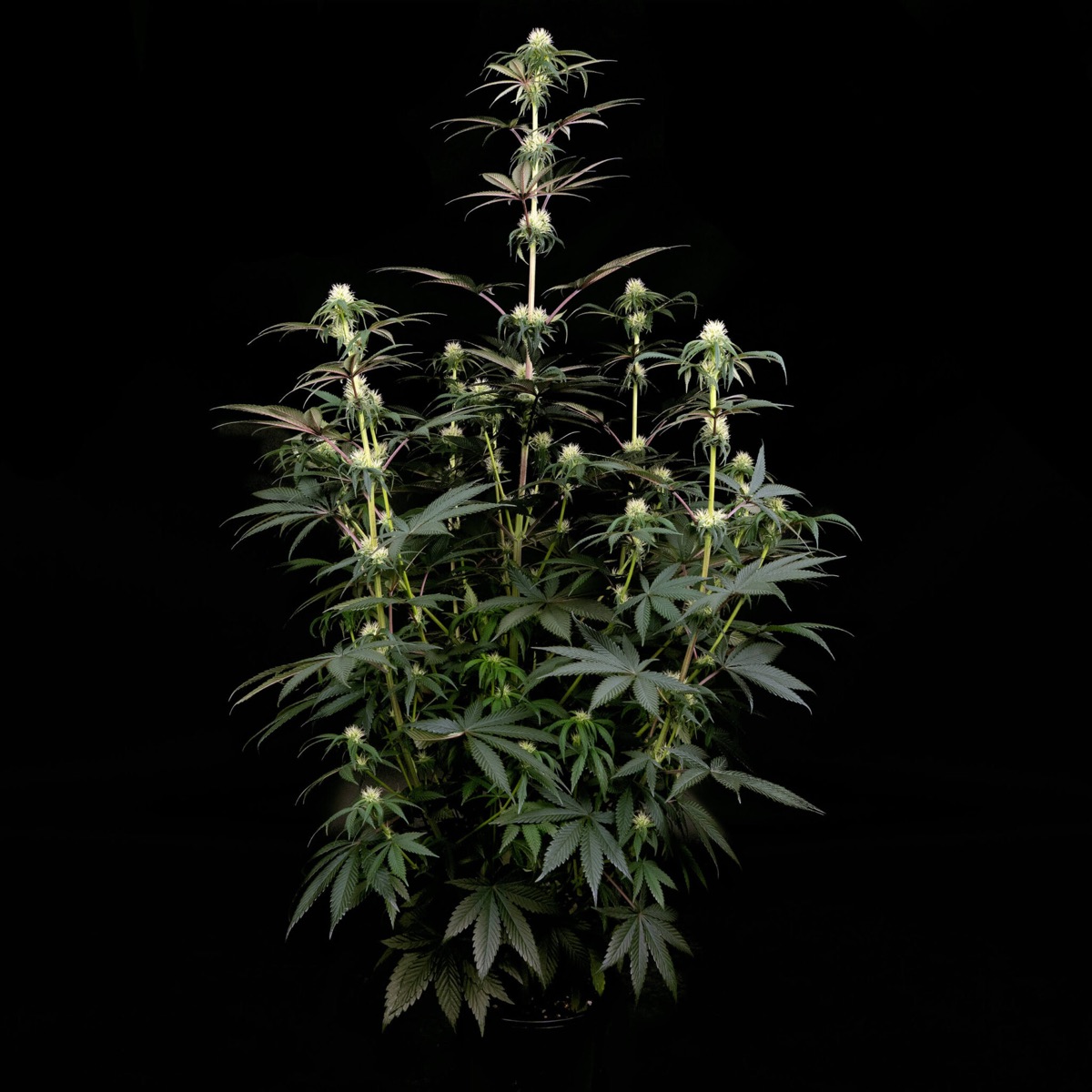Photo of Studio Candy