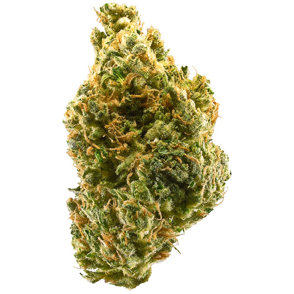 Photo of Tangie
