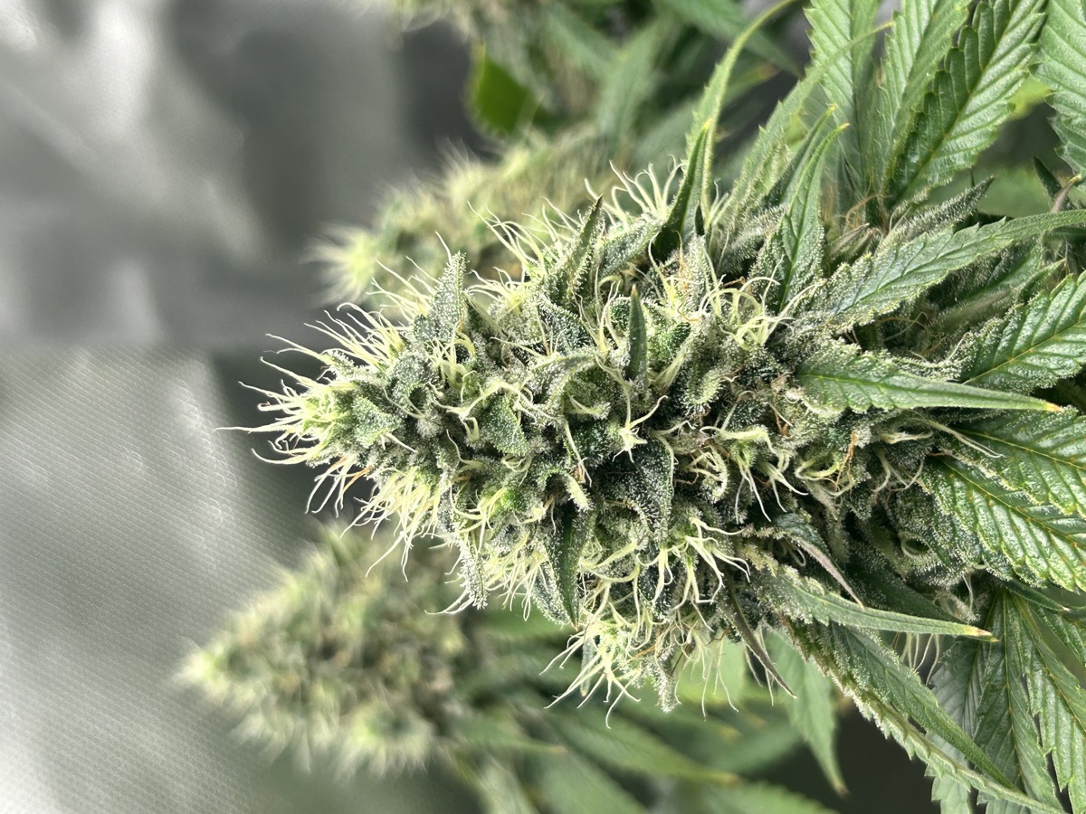 Photo of Tezla OG