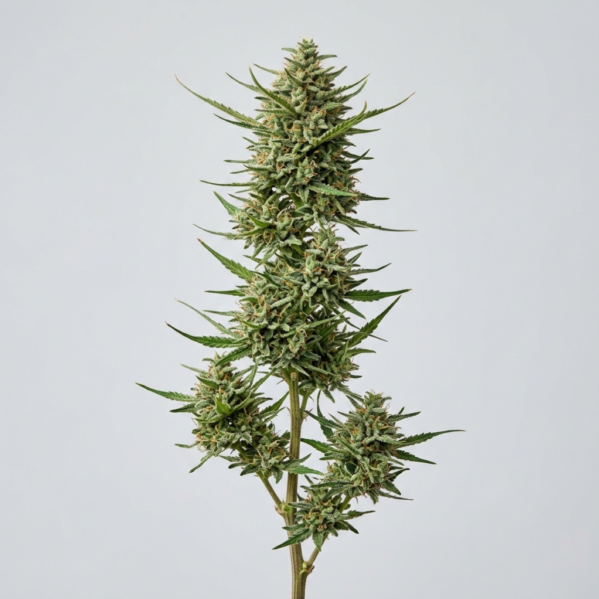 Photo of Thai Stick