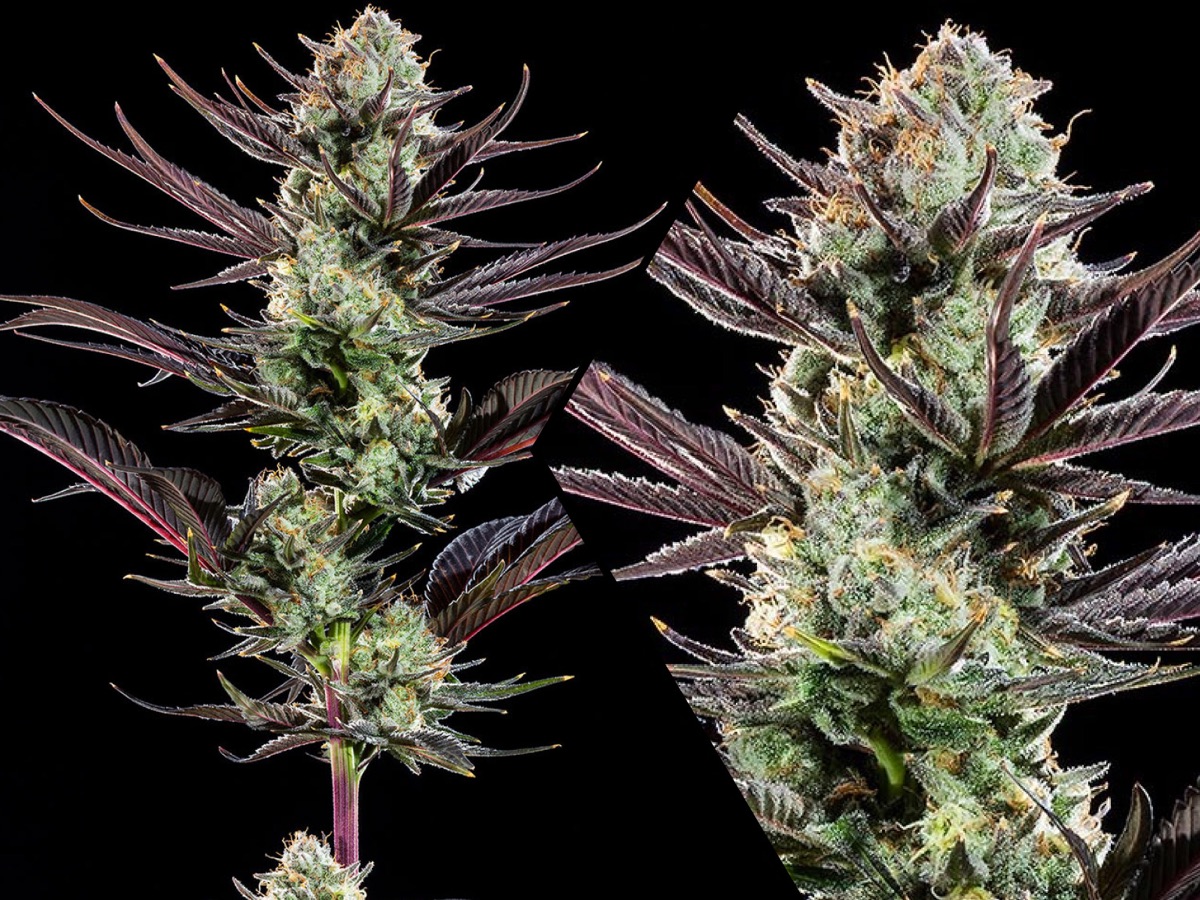 Photo of Thin Mint Frosting