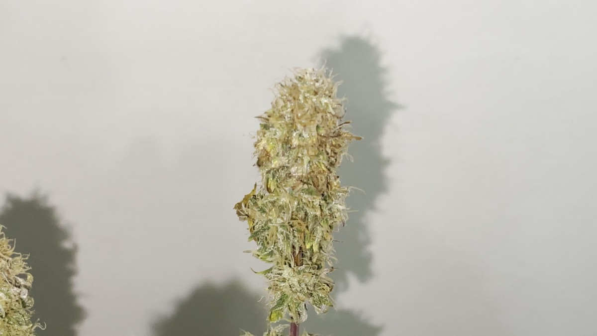 Photo of TnT Trichome