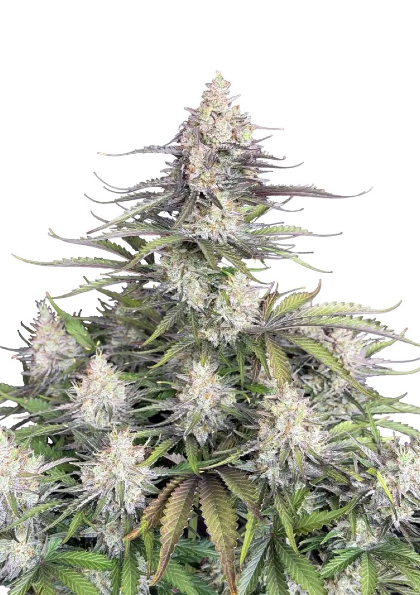 Photo of Trainwreck Auto