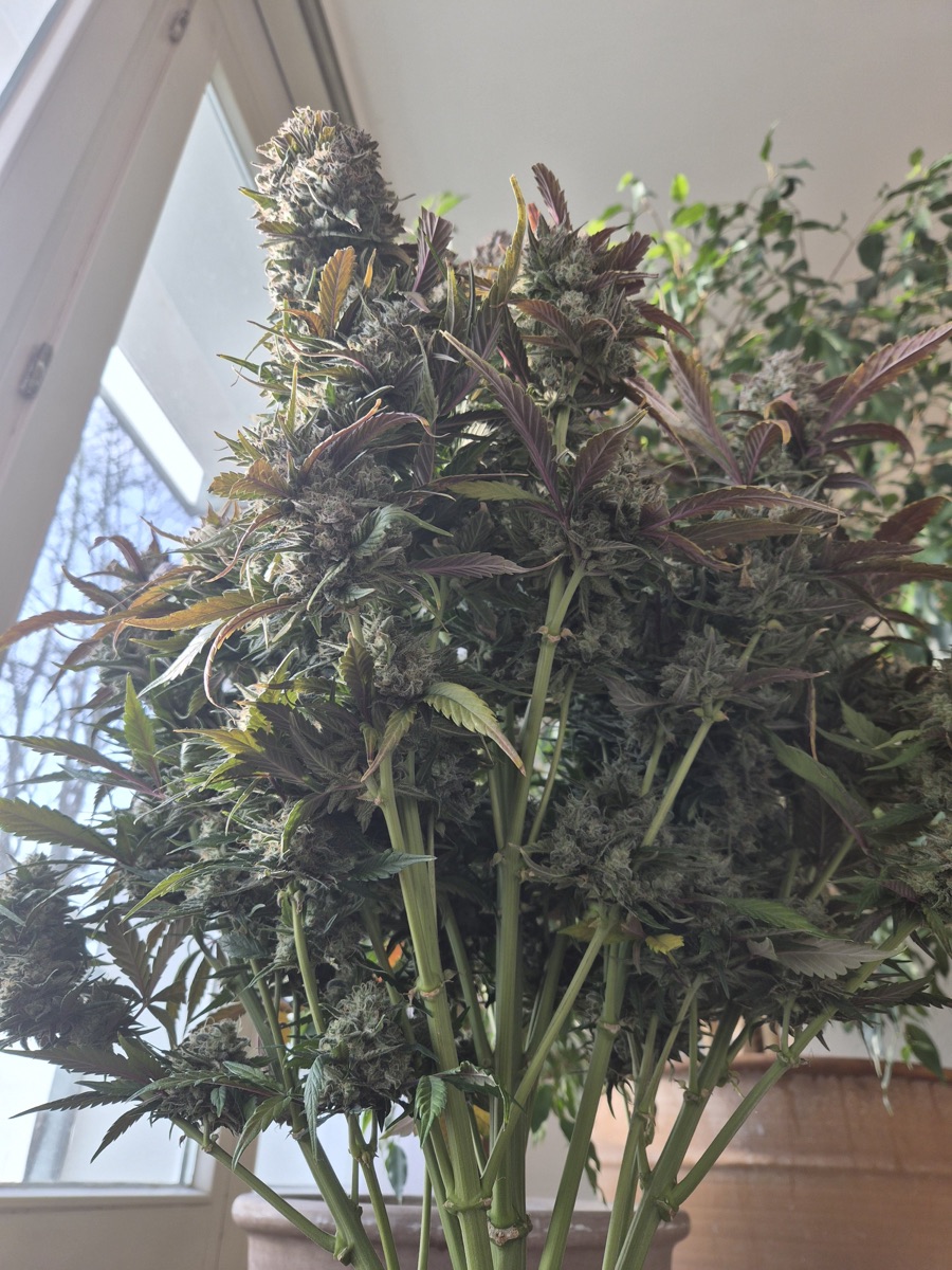 Photo of Tropicana Cookies Auto