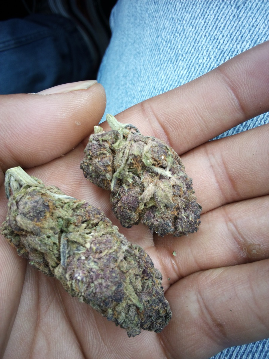 Photo of Tropicana Cookies Purple