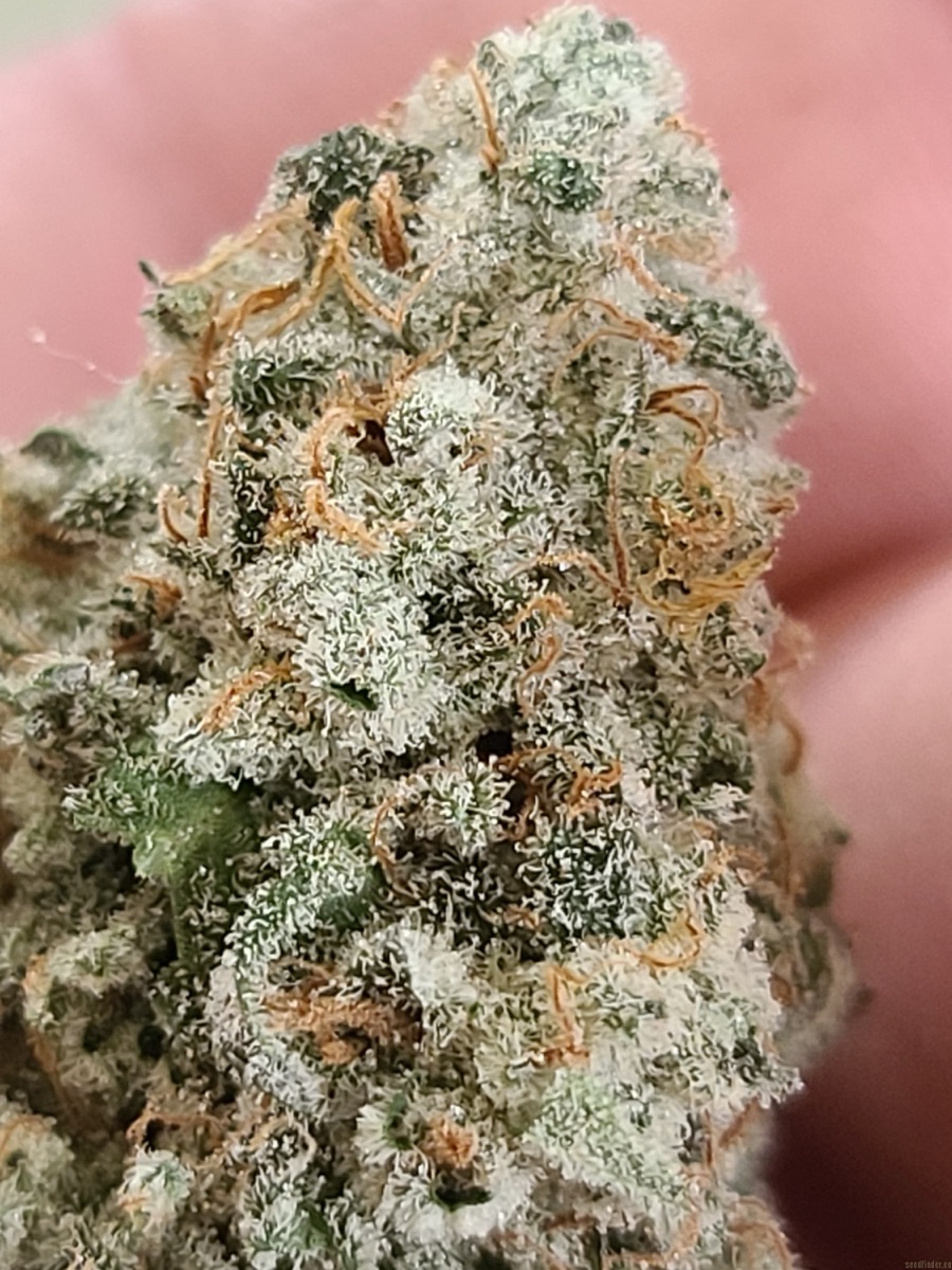 Photo of Tropicanna Banana