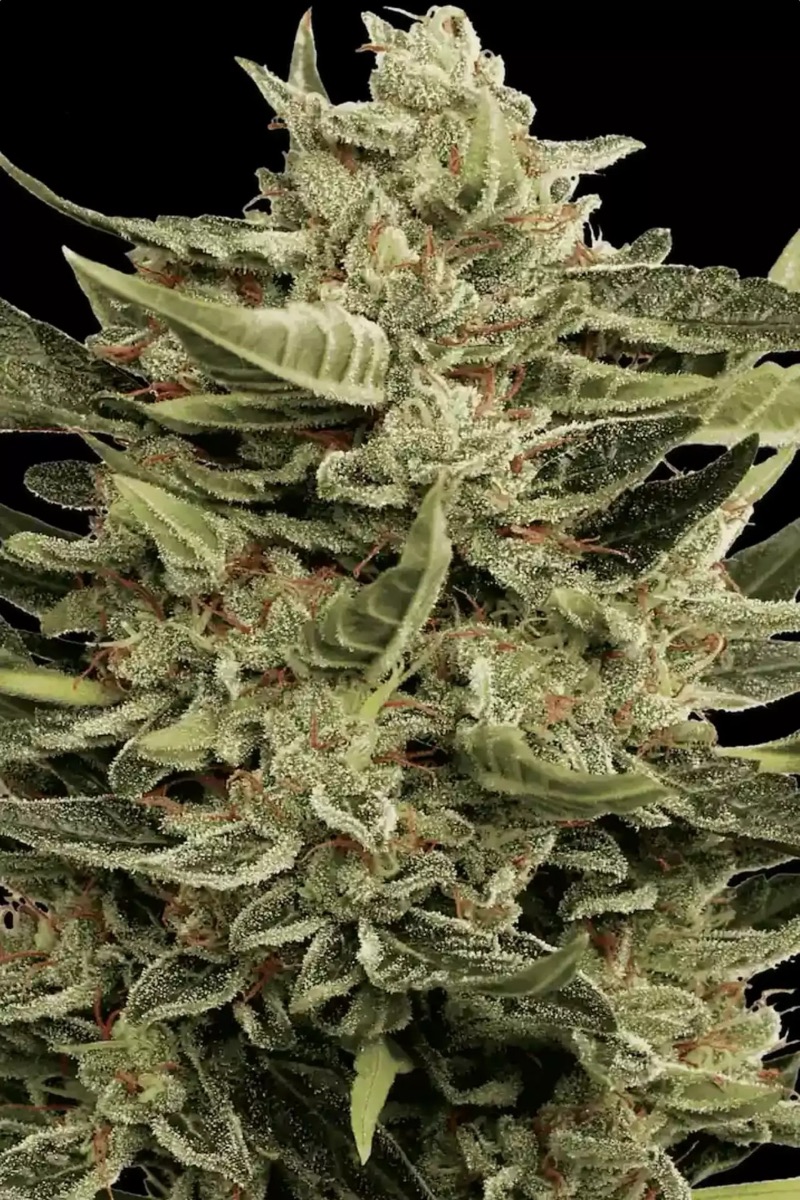 Photo of Vertigo Auto