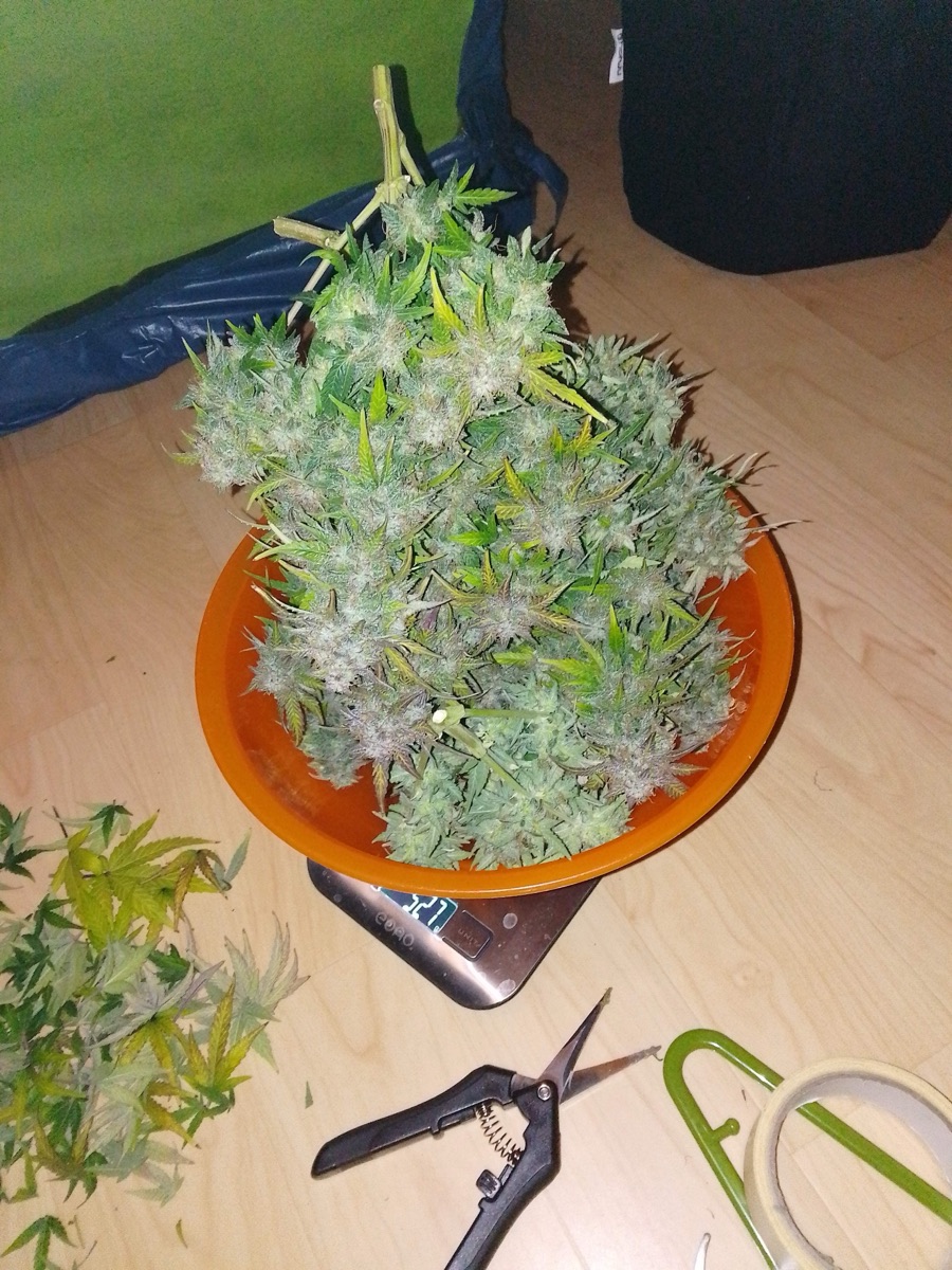 Photo of Watermelon Auto