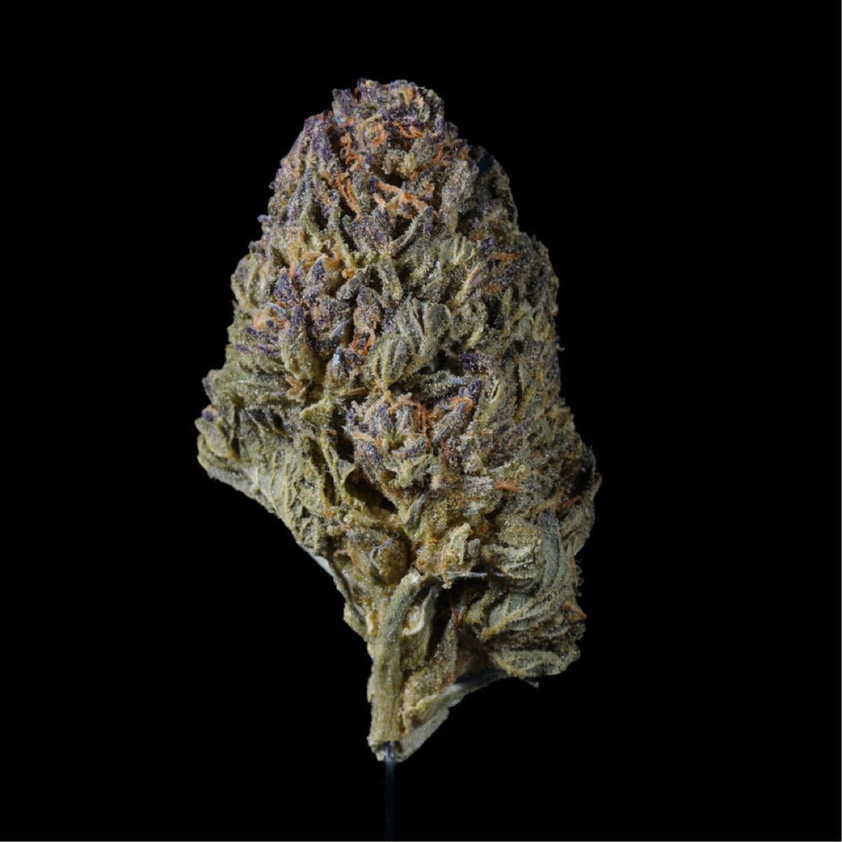 Photo of Watermelon Z