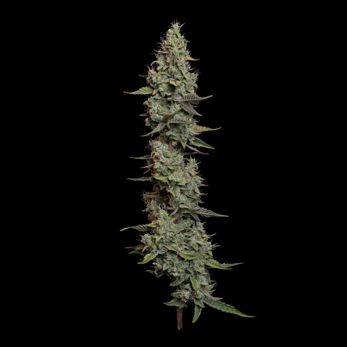 Photo of Wedding Cake Auto