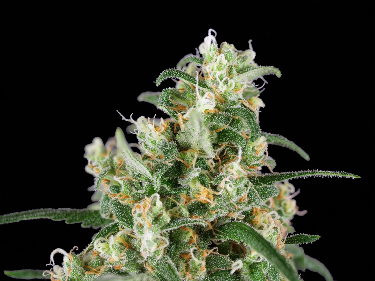 Photo of Wedding Cheesecake Feminized Seeds by White Label