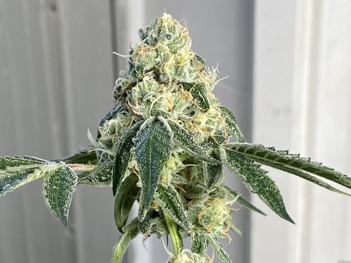 Photo of Wedding Gelato