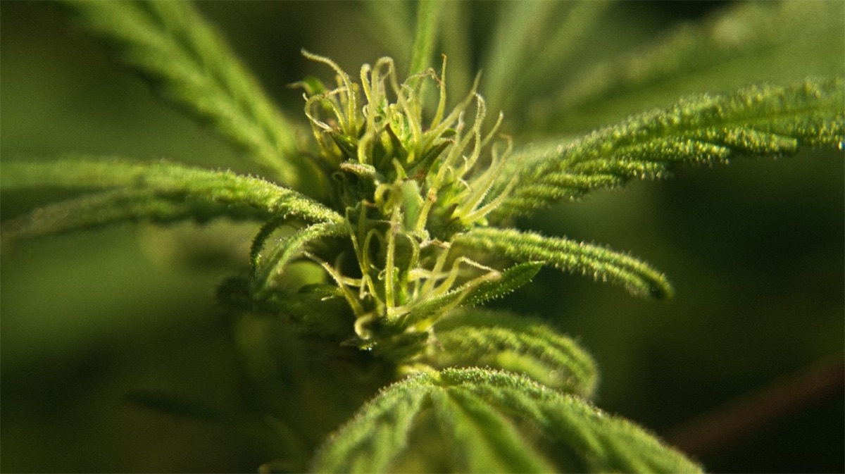 Photo of White Berry