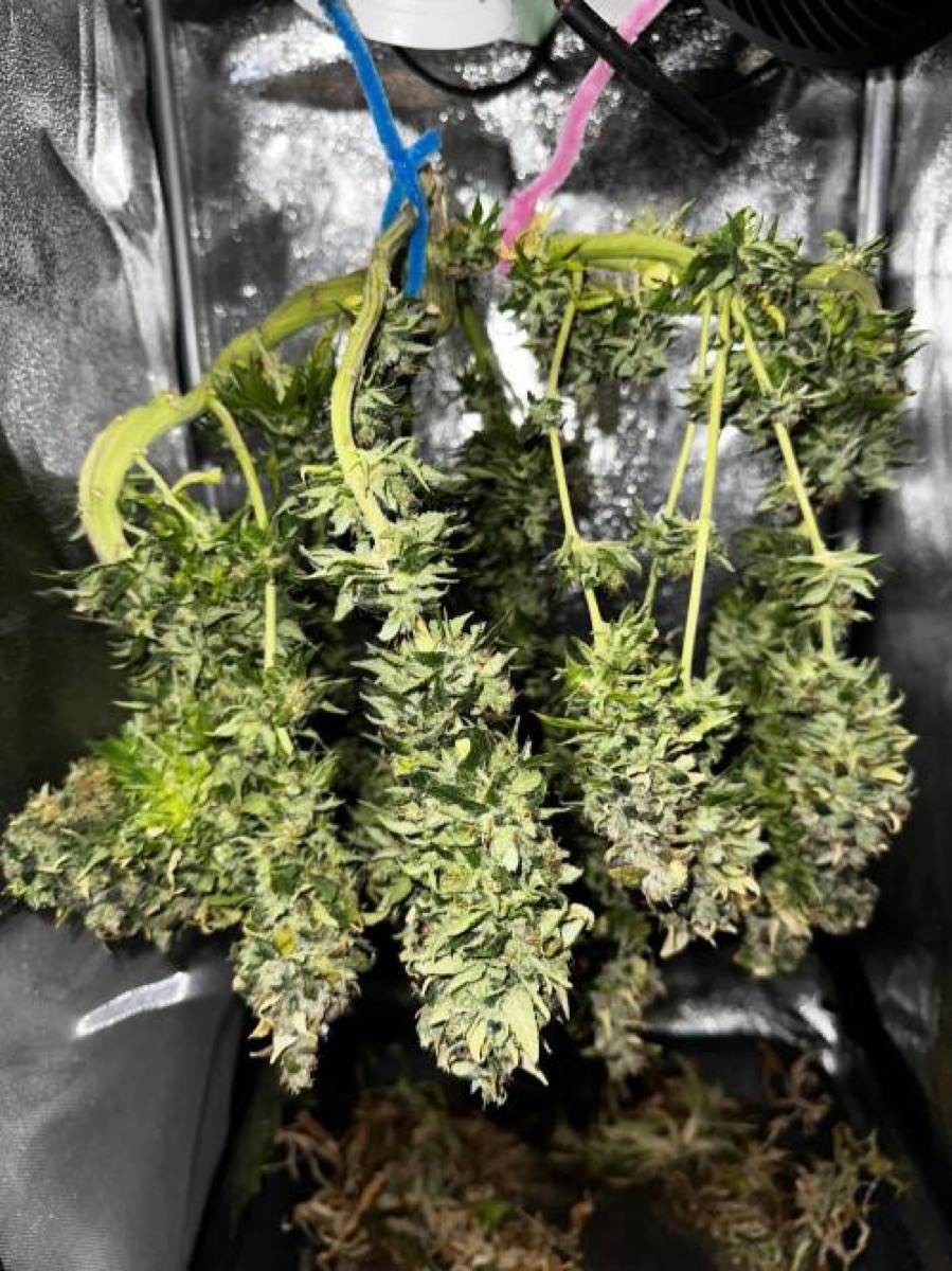 Photo of White Cheese Feminized Seeds by White Label