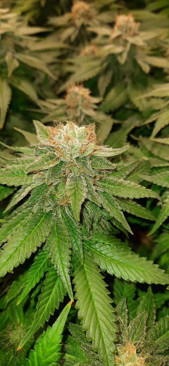 Photo of White Diesel Feminized Seeds by White Label