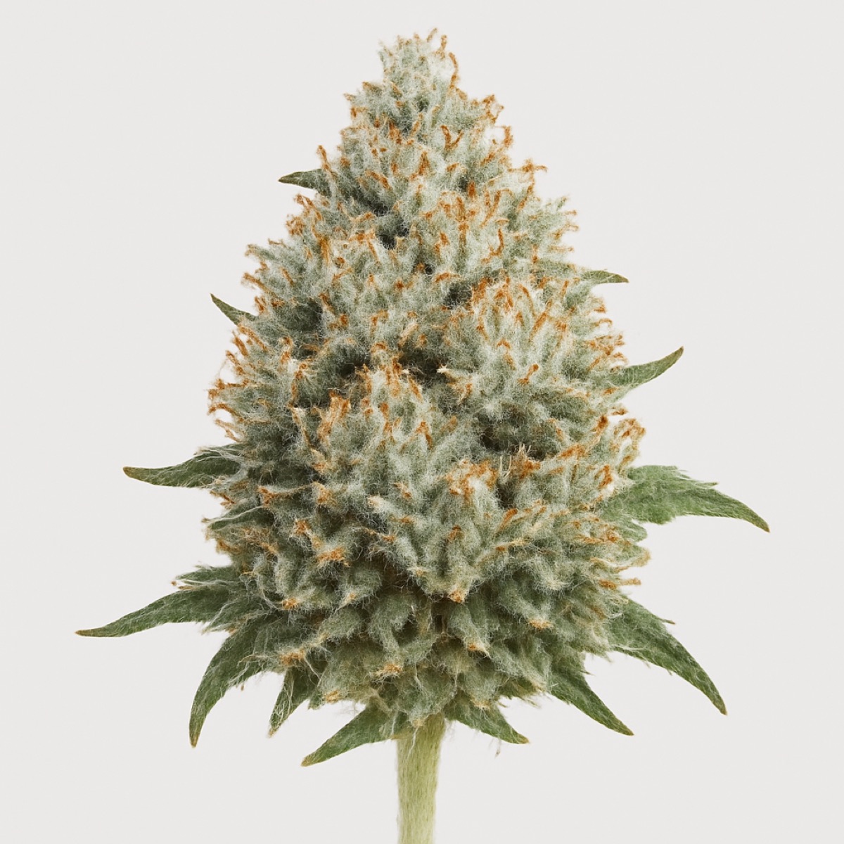 Photo of White Russian
