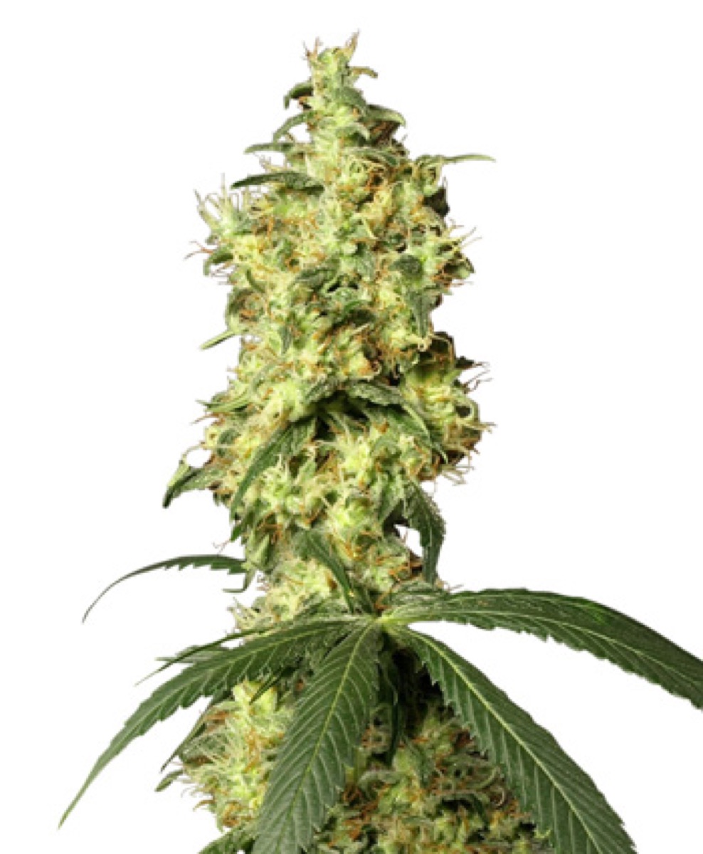 Photo of White Widow Automatic Seeds by White Label