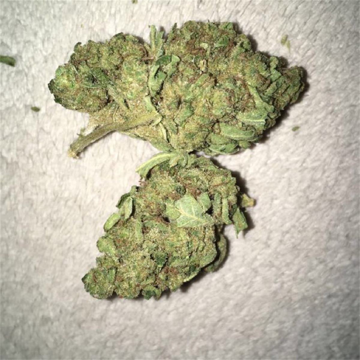 Photo of White Widow Regular