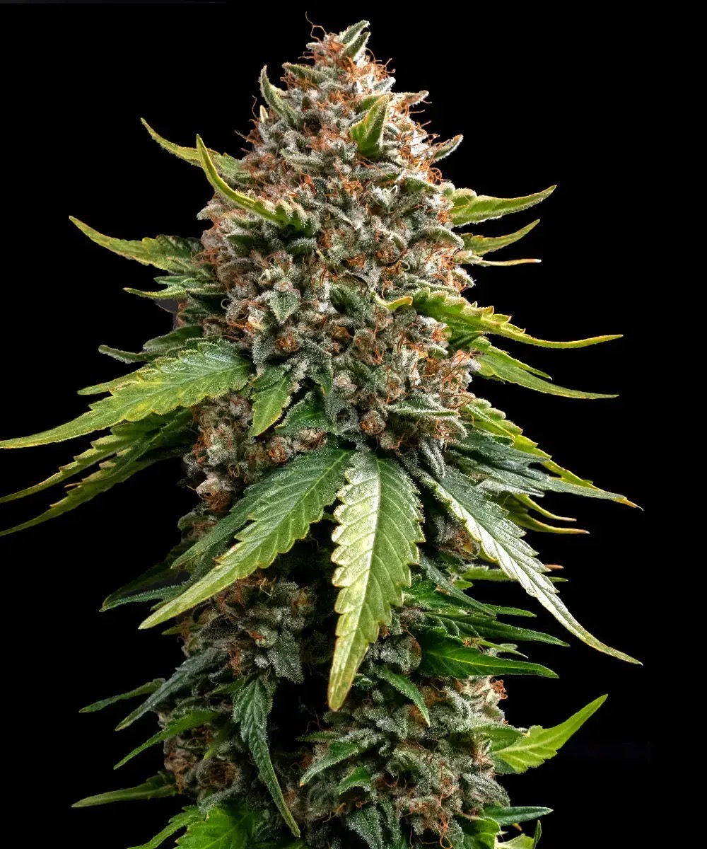 Photo of White Widow XXL Auto
